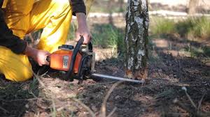 How Our Tree Care Process Works  in  Oakhurst, OK